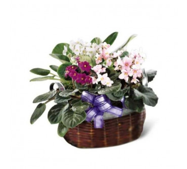 African Violets